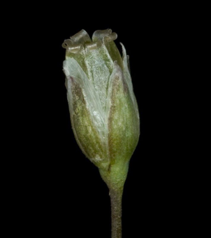 Capsule dehiscing from apical teeth, side view, superior ovary -Holosteum umbellatum